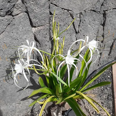 Apartmán Estudio Vista Rubicon Playa Blanca (Lanzarote)