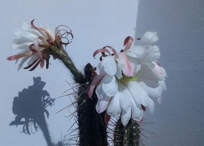 Estudio Vista Rubicon Apartman