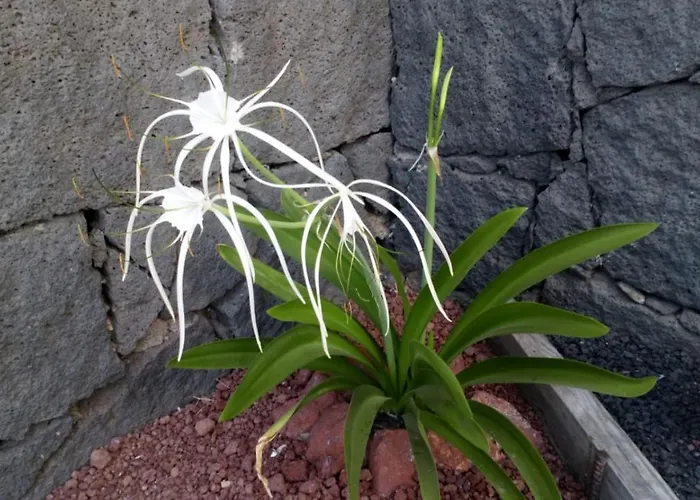 Estudio Vista Rubicon Playa Blanca