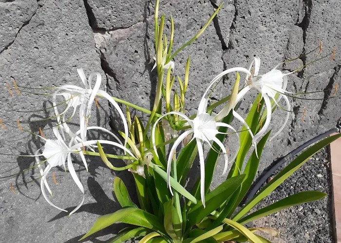 Apartman Estudio Vista Rubicon Playa Blanca