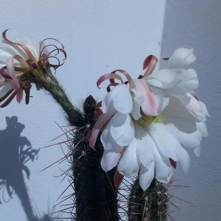 Estudio Vista Rubicon Daire