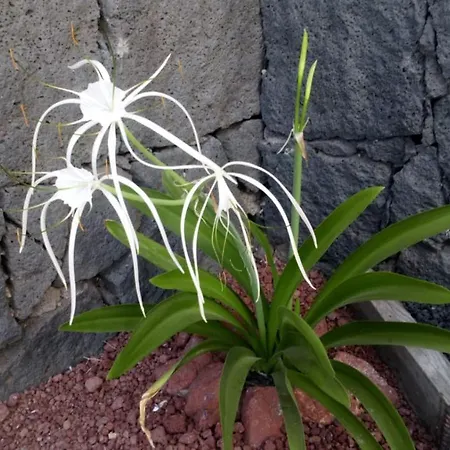 Estudio Vista Rubicon Playa Blanca